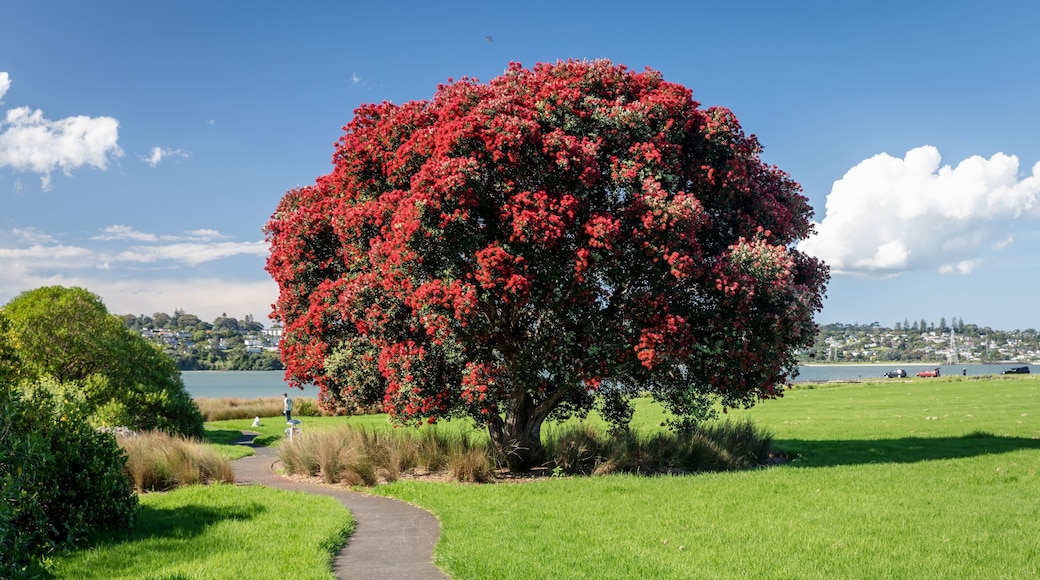 Flowering pohutukawa tree in a a park next to the foreshore. Mangere, Auckland, New Zealand.