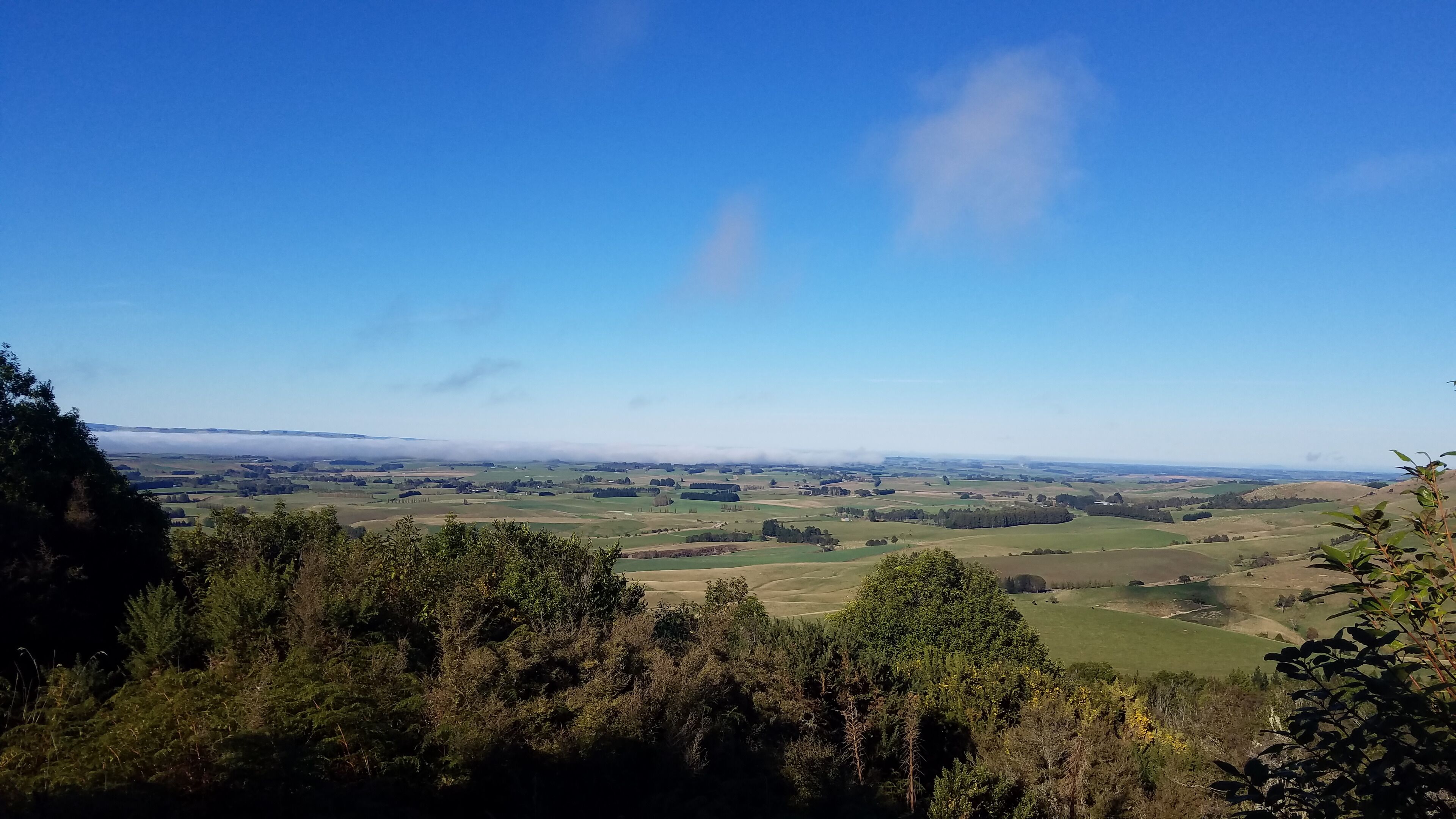 A panoramic view of a hilly landscape with a clear blue sky, dense forest in the foreground, and rolling green fields in the distance.