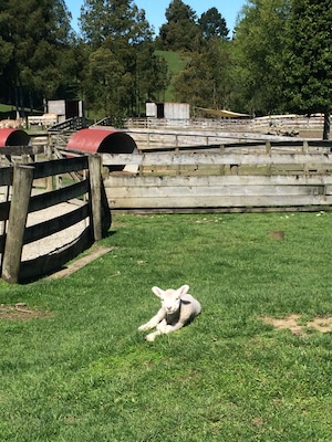 Fun trip to sheep world being tourists!
