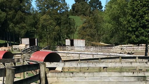 Fun trip to sheep world being tourists!