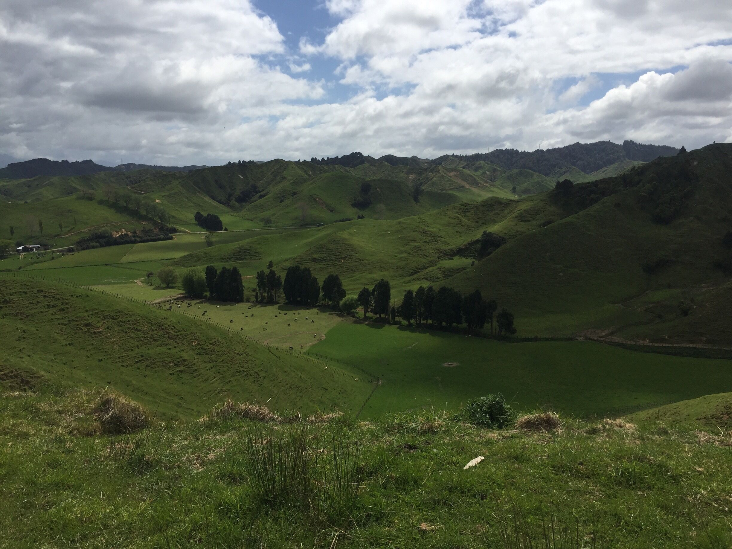 Between Strafford and Taumarunui there's a 155km road called the Forgotten World Highway. It can be done in a day but we took our time and did it over 2 days. It's beautiful! Definitely one of my favourite things we did in the North Island. Make sure to fill up your petrol at either end as there's no petrol stations along the route. 