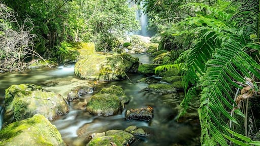 Shine Falls is a very impressive waterfall one hours drive from Napier. Follow the signs down a gravel road for 6km then hike the 30-40 minutes mostly uphill to the falls. Well worth the effort and is a beautiful scene.