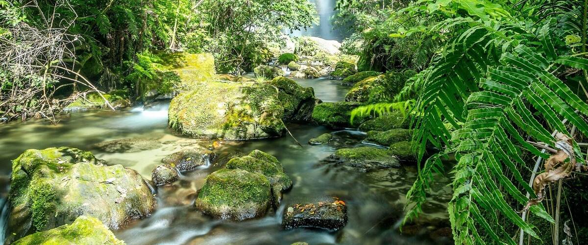 A waterfall surrounded by lush greenery and moss-covered rocks.