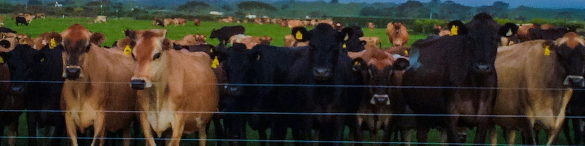 Life in taranaki... Cows & a beautiful mountain always in hiding