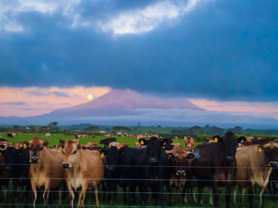 Life in taranaki... Cows & a beautiful mountain always in hiding