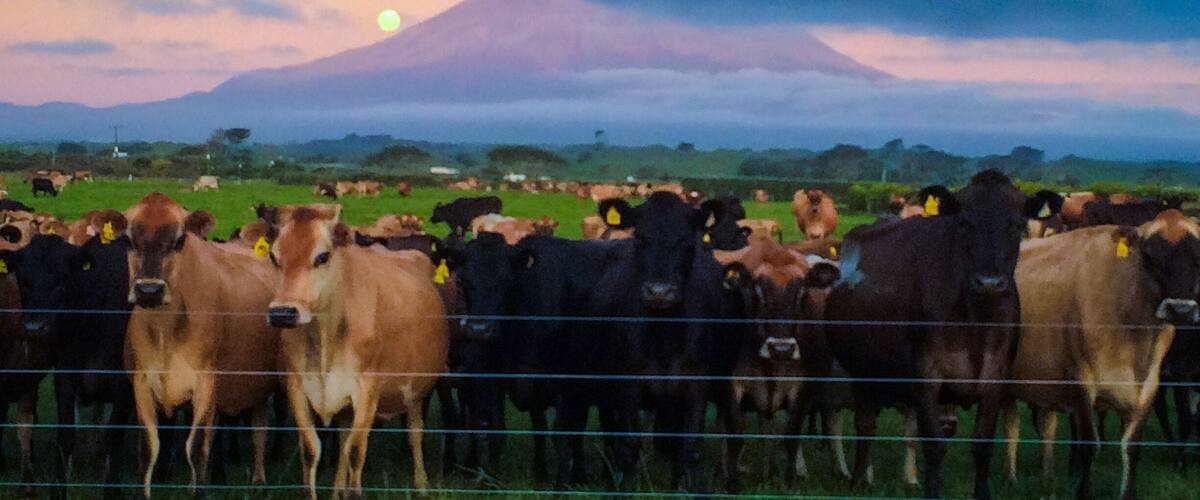 A herd of cattle in a field with a mountain in the background.