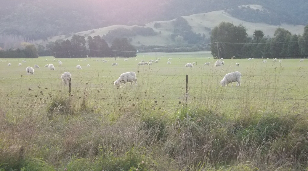 Sheep: not the first ones nor the last!