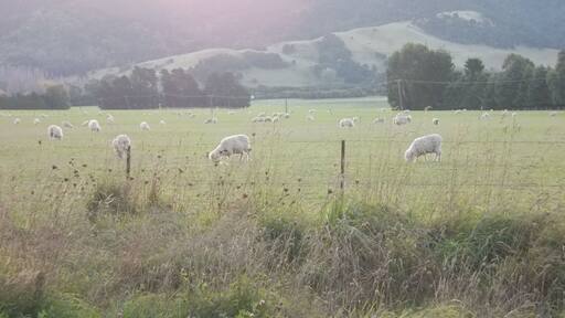 Sheep: not the first ones nor the last!