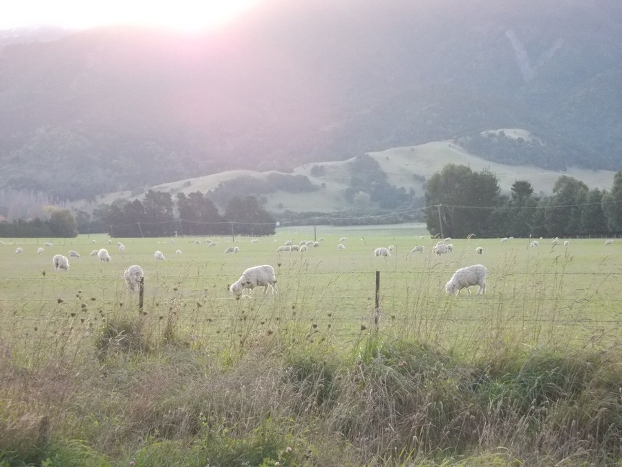 Sheep: not the first ones nor the last!