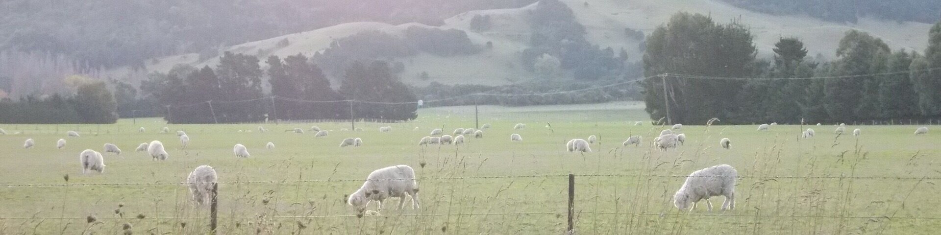 Sheep: not the first ones nor the last!