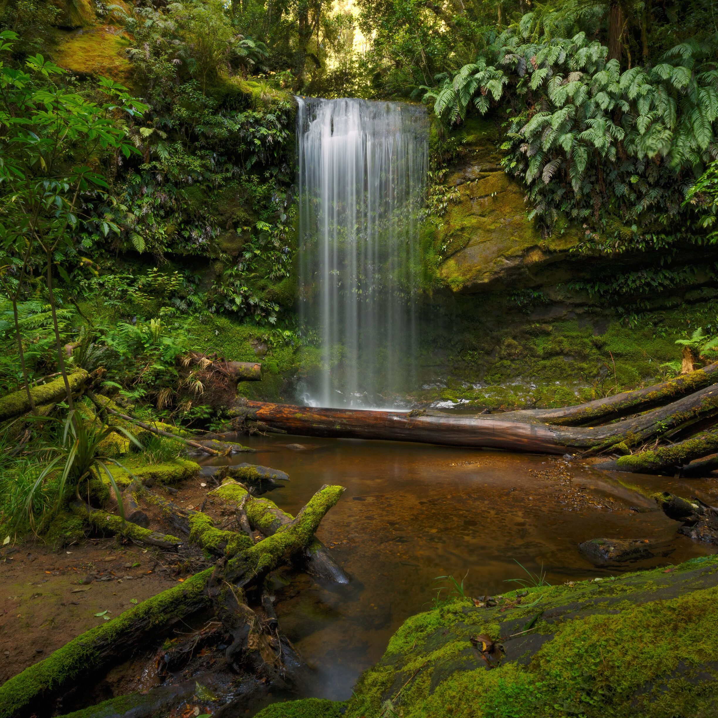 A waterfall in a lush forest with moss-covered rocks and ferns.