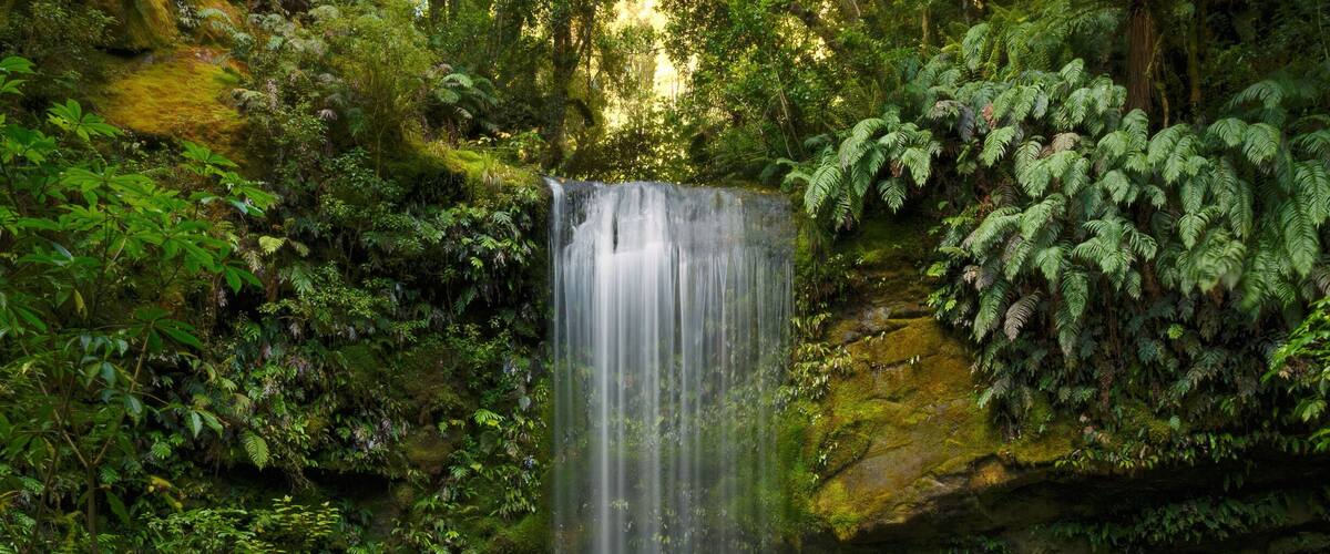 A waterfall in a lush forest with moss-covered rocks and ferns.