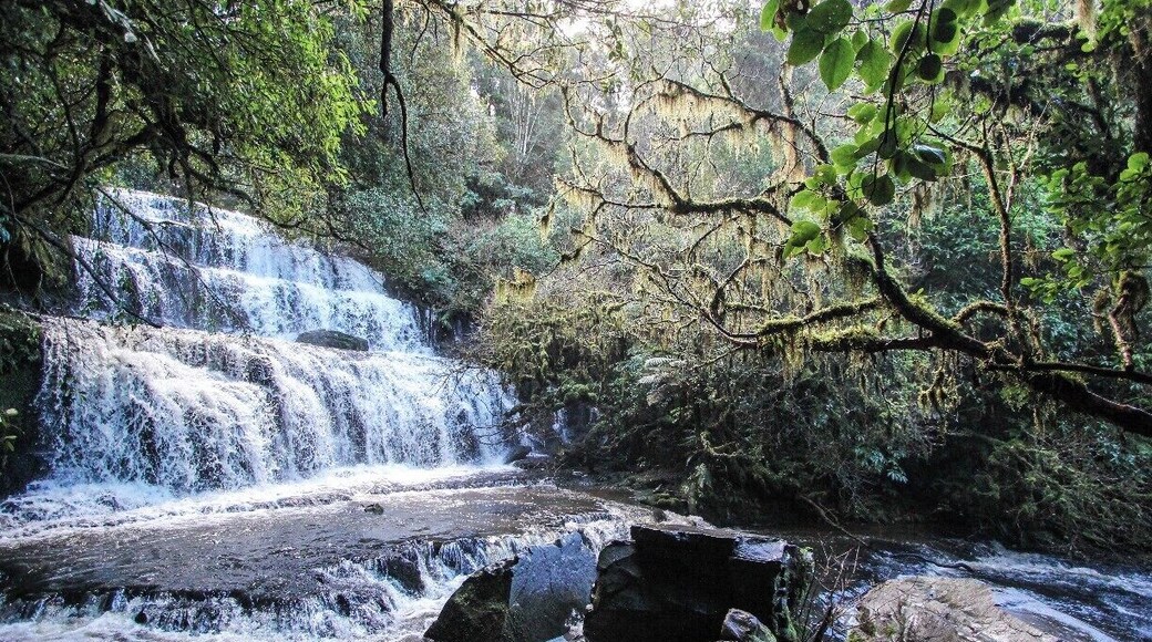 The Purakaunui Falls are one of the most beautiful waterfalls in New Zealand outside the mountains. Down in the Catlins it's off a gravel road past Papatowai. It's a bit hard to find online or concretely on a map, but there are yellow street signs everywhere pointing you there, so just follow the yellow signs and you'll get there, then its a quick 20 minute walk down to the falls