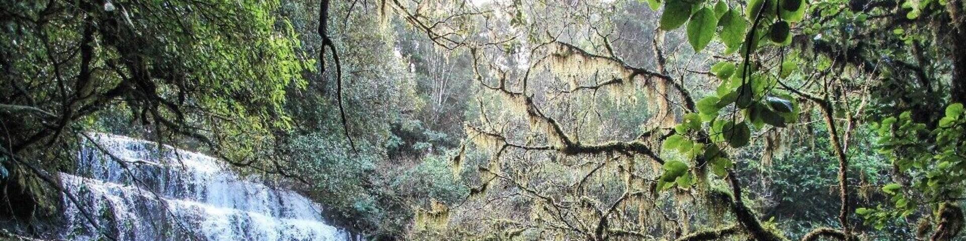 The Purakaunui Falls are one of the most beautiful waterfalls in New Zealand outside the mountains. Down in the Catlins it's off a gravel road past Papatowai. It's a bit hard to find online or concretely on a map, but there are yellow street signs everywhere pointing you there, so just follow the yellow signs and you'll get there, then its a quick 20 minute walk down to the falls