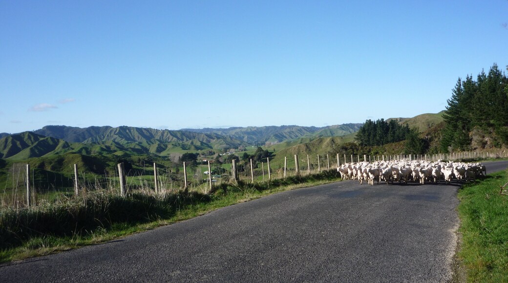 Back Country adventure tours
www.seerealnewzealand.com