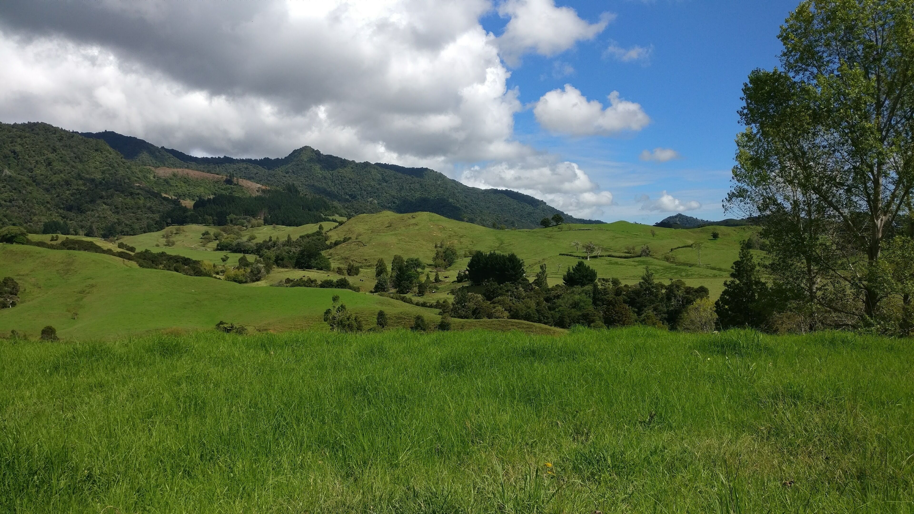 Rolling green hills, a clear sky with clouds, and a tree on the right.