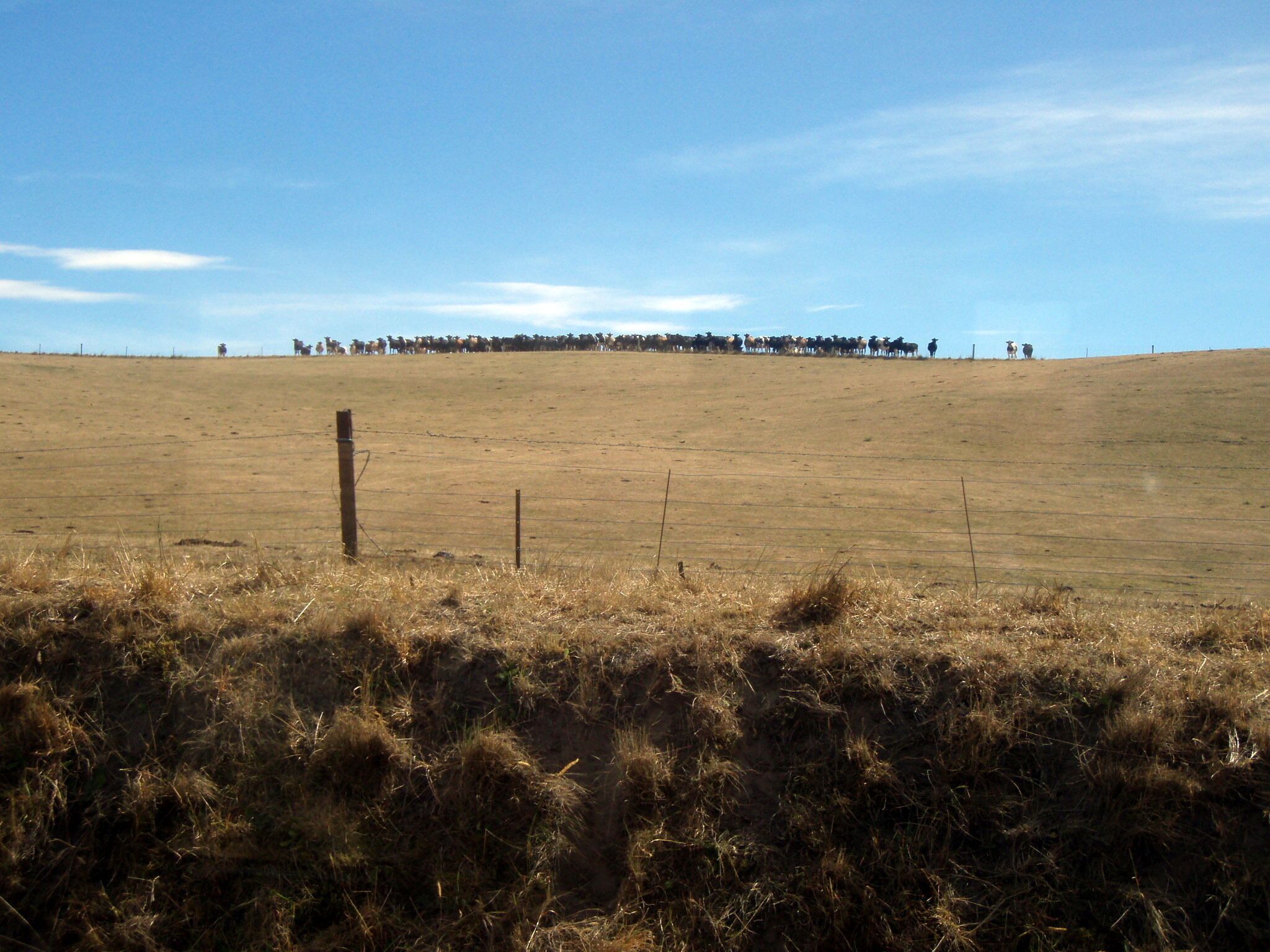 Book a ticket on a vintage steam train with Weka Pass Railways and travel through the Canterbury Plains in style. There cows were so neatly lined up as we passed. I wasn't sure if they were just checking us out, or waiting for their chance to attack.