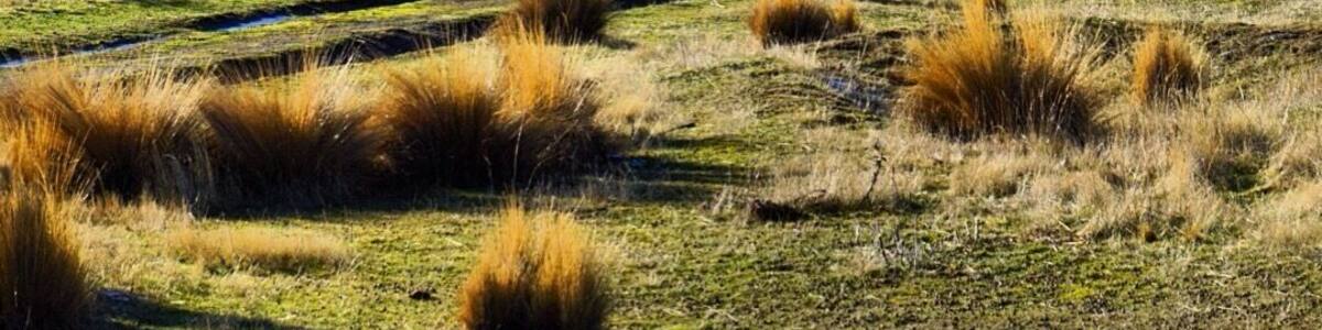 This photo was taken near Bendigo. This is also where we got stuck in the middle of nowhere as we didn't turn off the ignition. We drained our battery. It's an automatic van. Great.
Thank goodness for a friendly french traveller who jump-started our van for us. He is now happy about the bottle of Cooper's (beer) we gave him.
But...there are really worse places to be stuck in, right!?
#alifefullofserendipity #serendipitytess #travel #travelling #travelblogger #nomad #globetrotter #rtw #wanderlust #photooftheday #adventure #travelphotography #photo #newzealand #southisland
#NZmustdo #nature #landscape #lp #travelstoke #naturephotography #nature_perfection #newzealandfinds #natureza #natureporn
