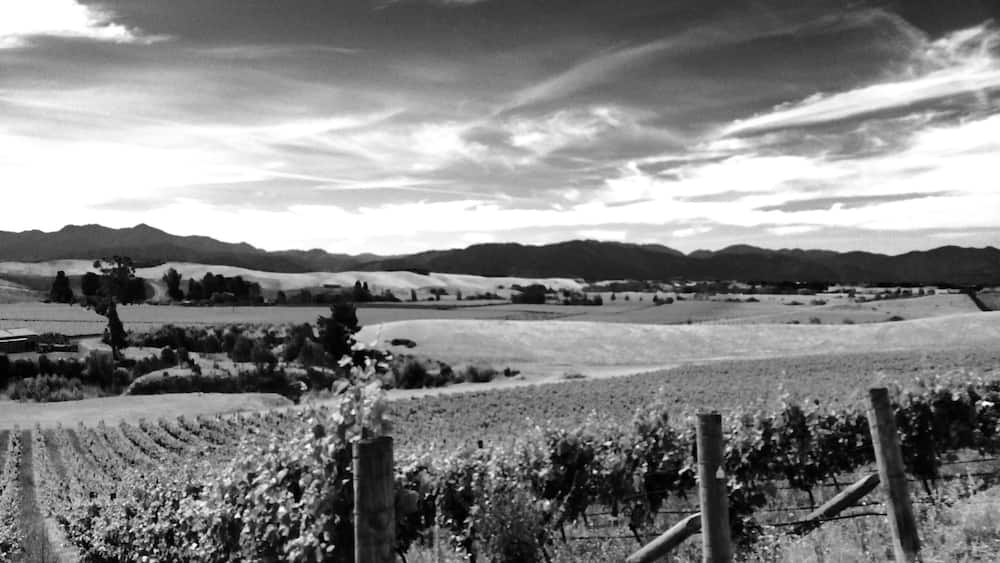 Auntsfield vineyard. Oldest winery in Marlborough. Award wining Sauvignon blanc plus loads of history. You need to book a time to visit and enjoy the beauty