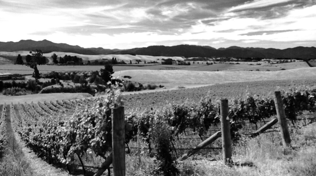 Auntsfield vineyard. Oldest winery in Marlborough. Award wining Sauvignon blanc plus loads of history. You need to book a time to visit and enjoy the beauty