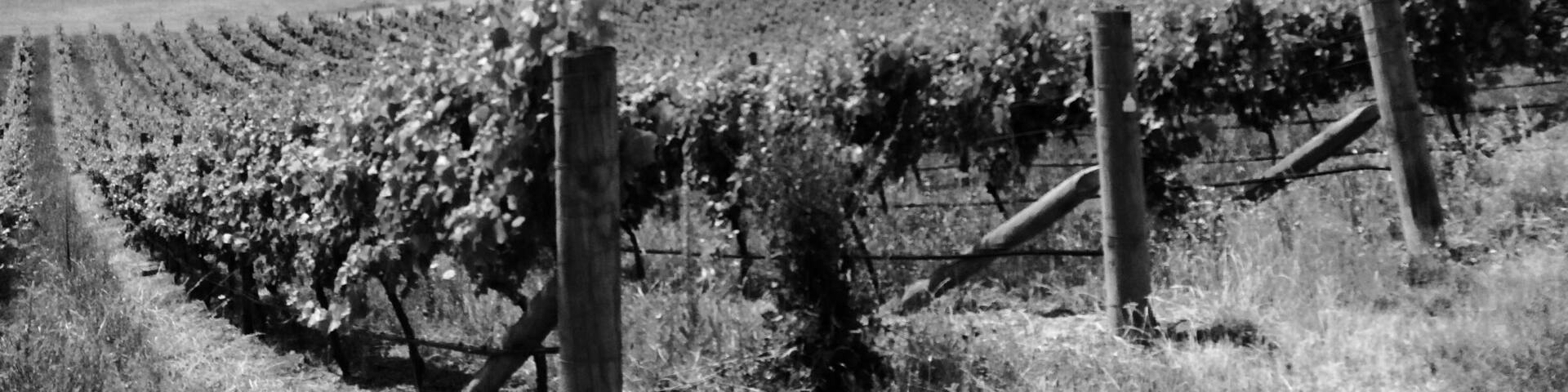 Auntsfield vineyard. Oldest winery in Marlborough. Award wining Sauvignon blanc plus loads of history. You need to book a time to visit and enjoy the beauty