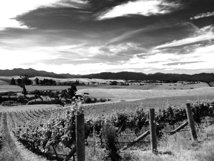 Auntsfield vineyard. Oldest winery in Marlborough. Award wining Sauvignon blanc plus loads of history. You need to book a time to visit and enjoy the beauty