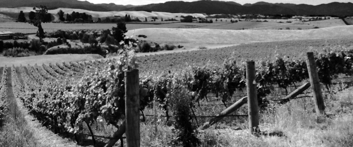 A vineyard with rows of grapevines, a fence, and rolling hills in the background.