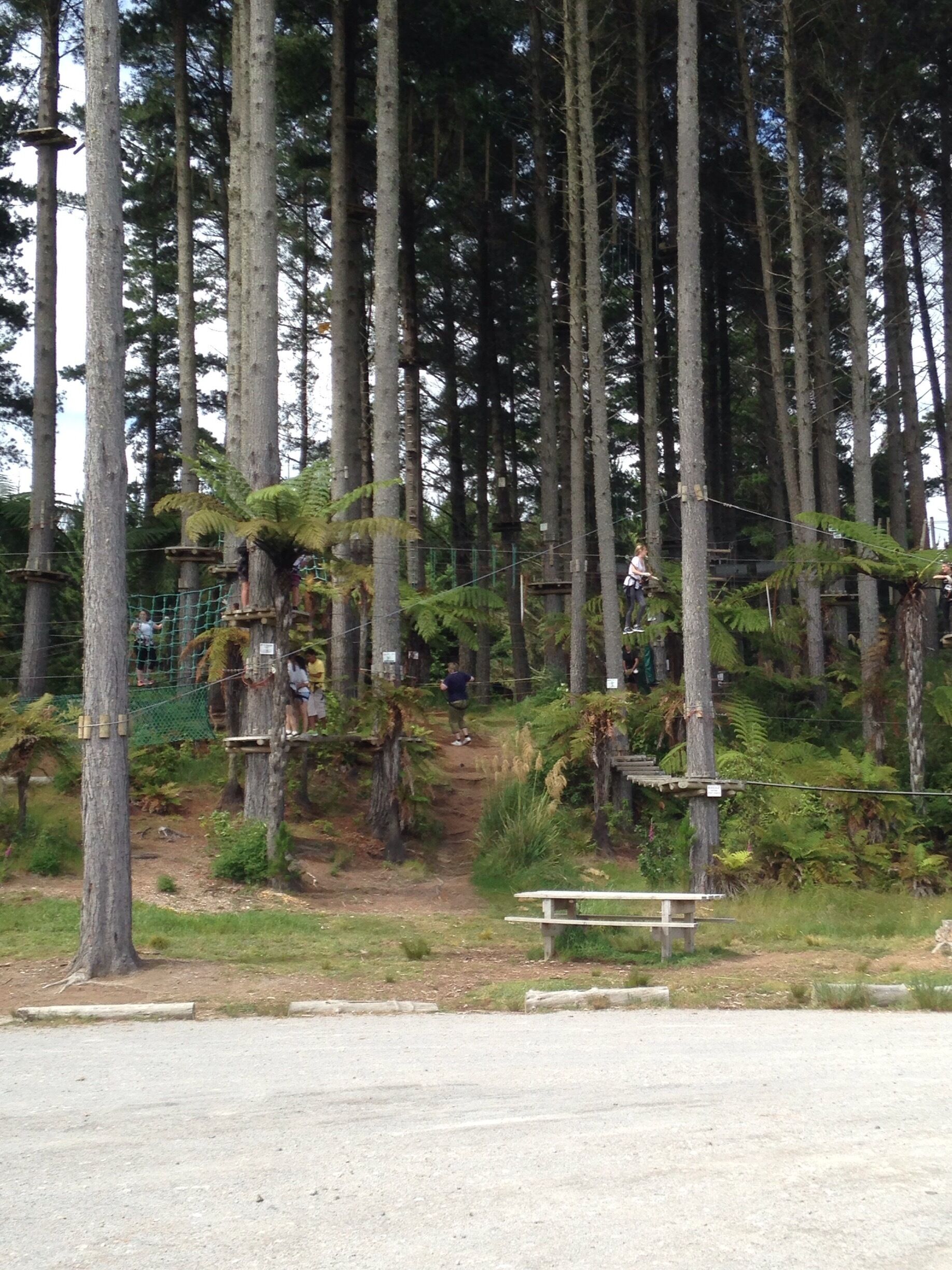 A forest with tall trees and a rope bridge.