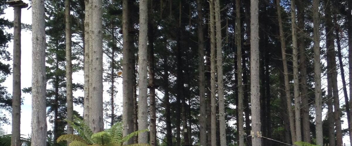 A forest with tall trees and a rope bridge.