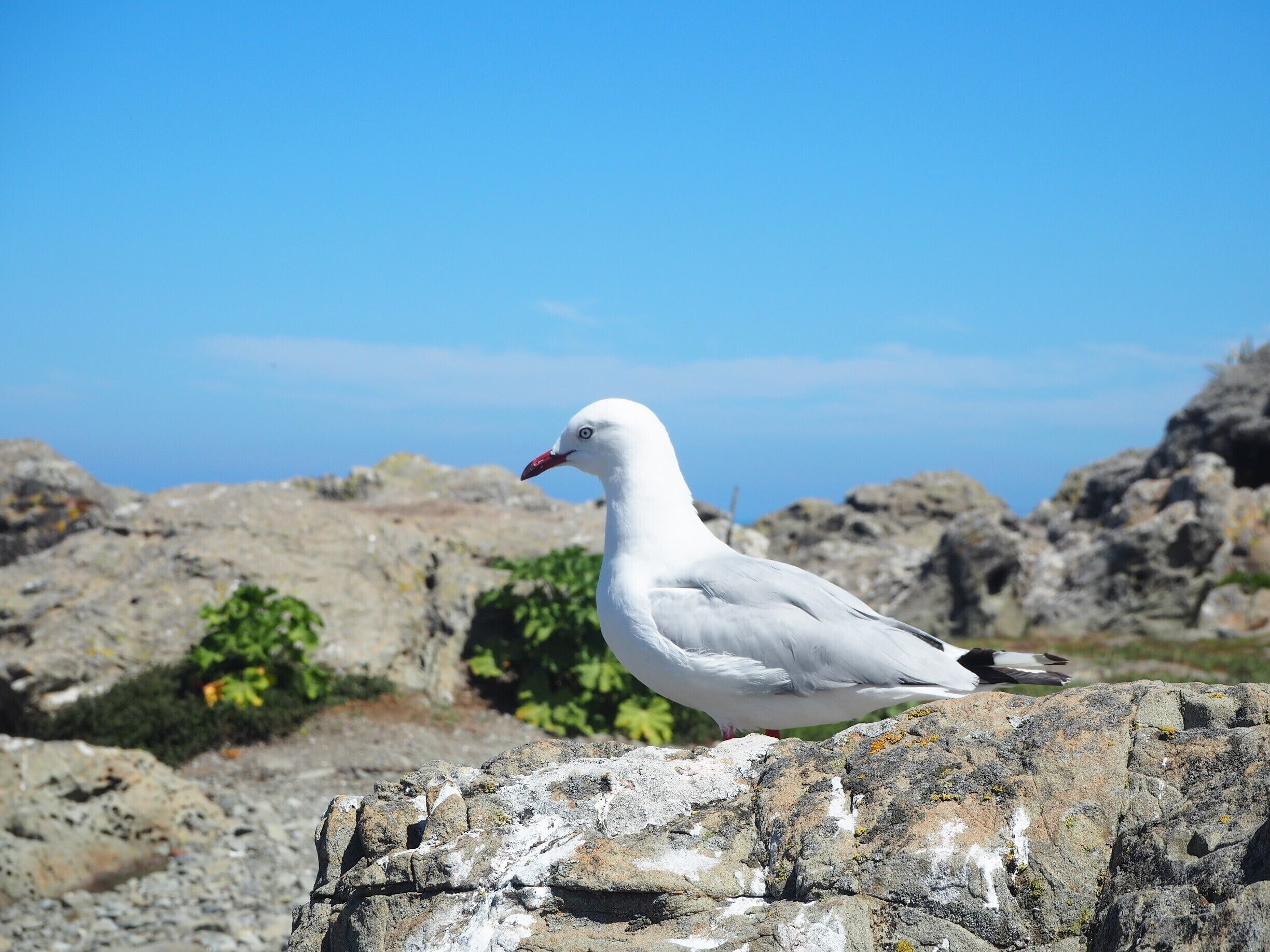 We arrived at Kaikuora Seal Colony at about noon. There were about half a dozen seals, not many as it was hot and sunny in high summer. They say you can see many many more in colder seasons. But, the seagulls were everywhere, making a nuisance but was so pleasing to watch. That's how easy it was to get this lovely photo. 