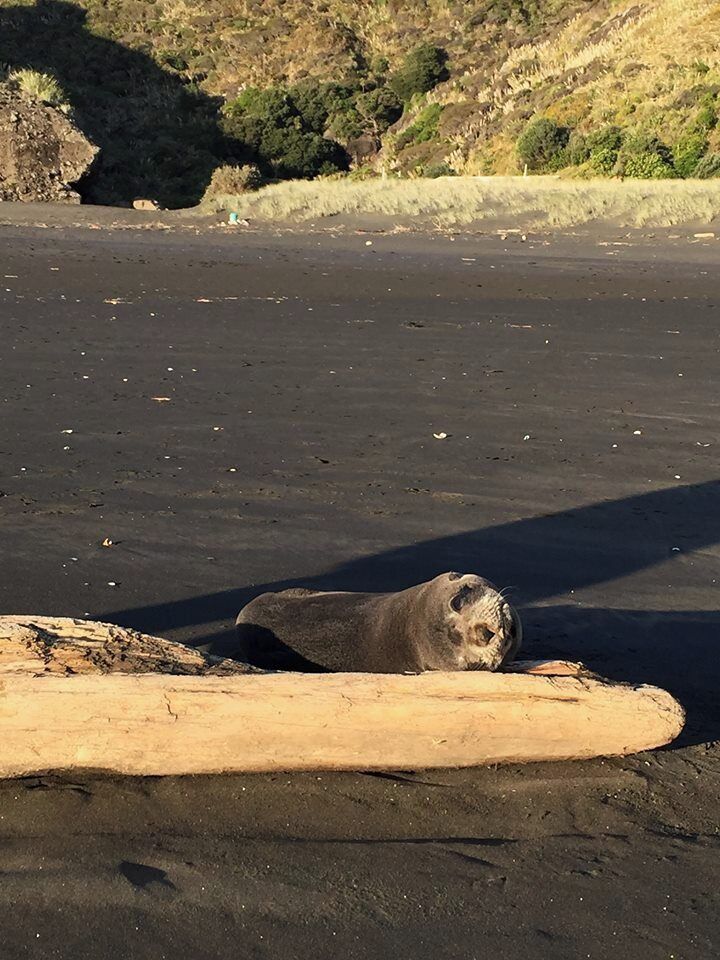 Anawhata beach is a remote little beach on our West Coast, home to many seals