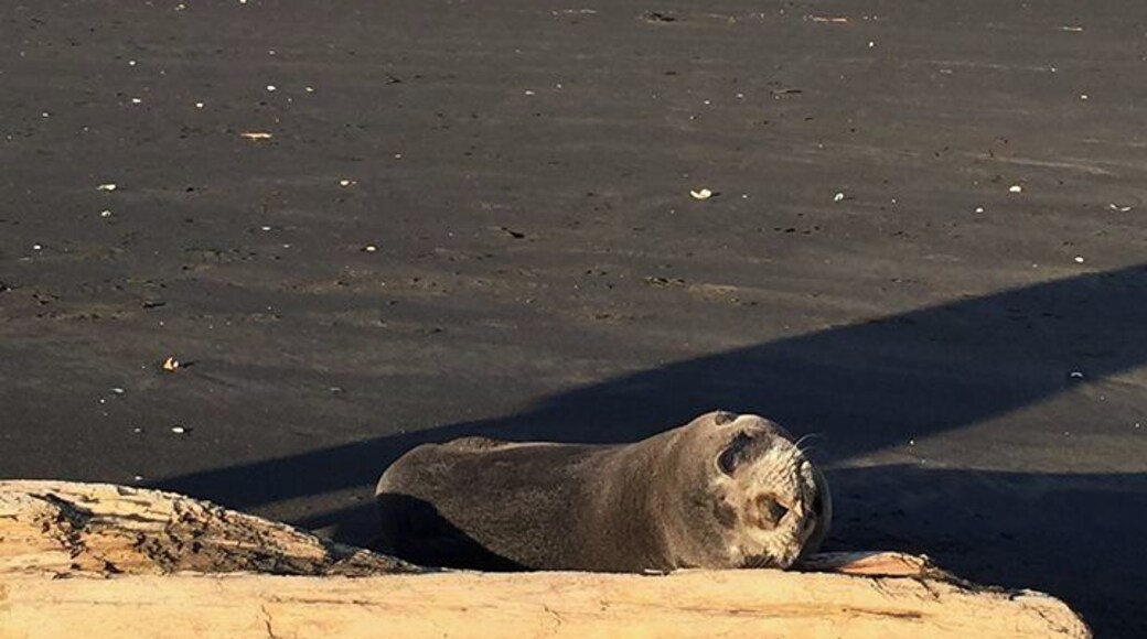 Anawhata beach is a remote little beach on our West Coast, home to many seals