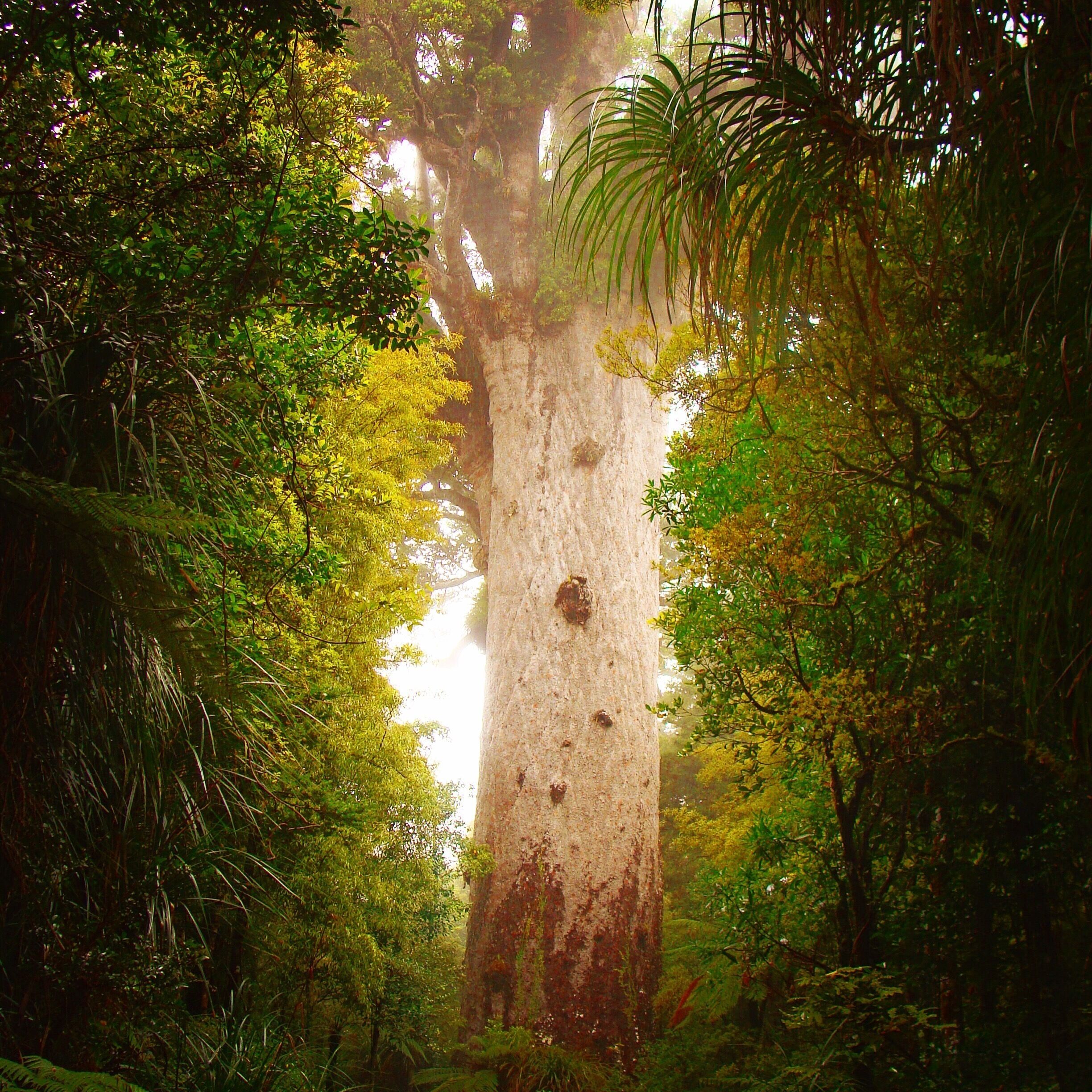 Tane Mahuta Kauri tree