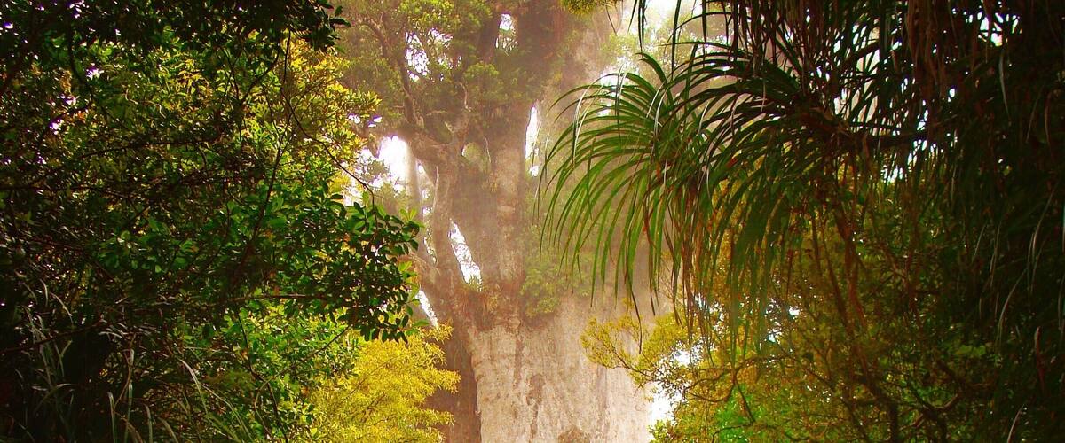 Tane Mahuta Kauri tree