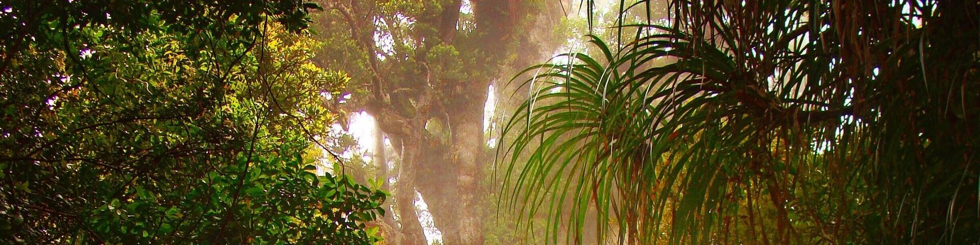 Tane Mahuta Kauri tree