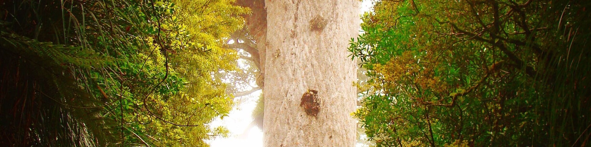 Tane Mahuta Kauri tree