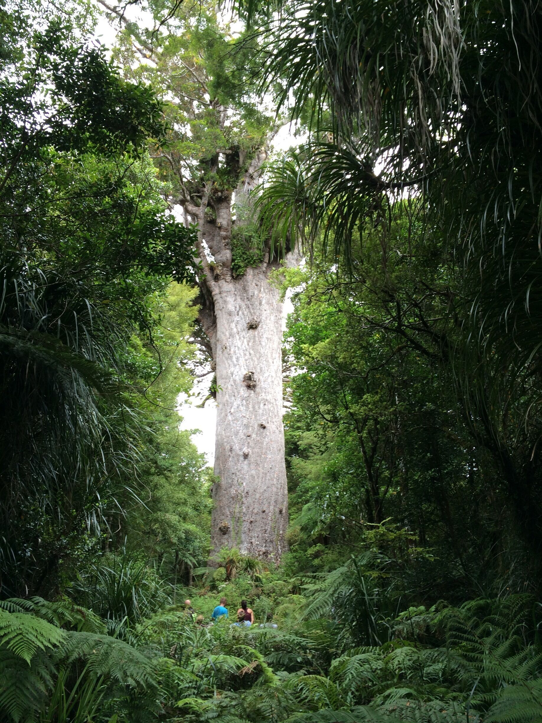 A large tree surrounded by dense green foliage.