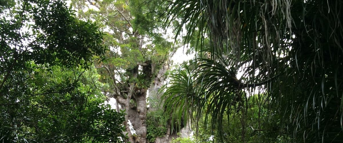 A large tree surrounded by dense green foliage.