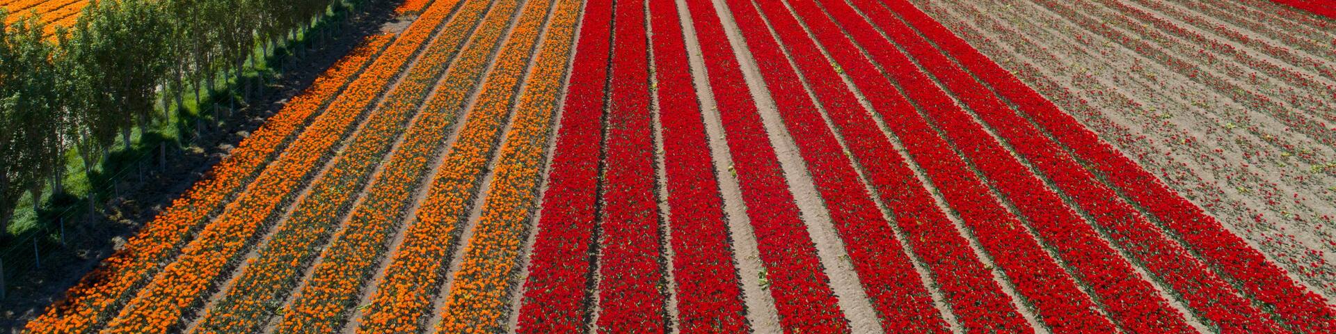 A vast field of vibrant flowers in red, orange, and yellow hues, with a clear blue sky above.