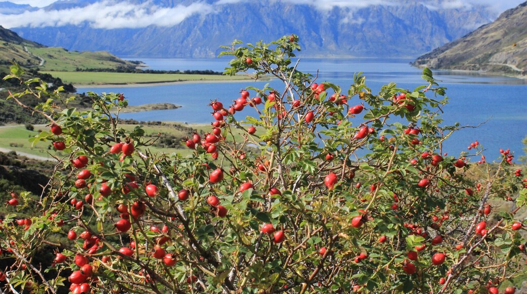 Just like their name, they truly are remarkable. Just drive outside of Queenstown to see the most incredible views of this mountain range.