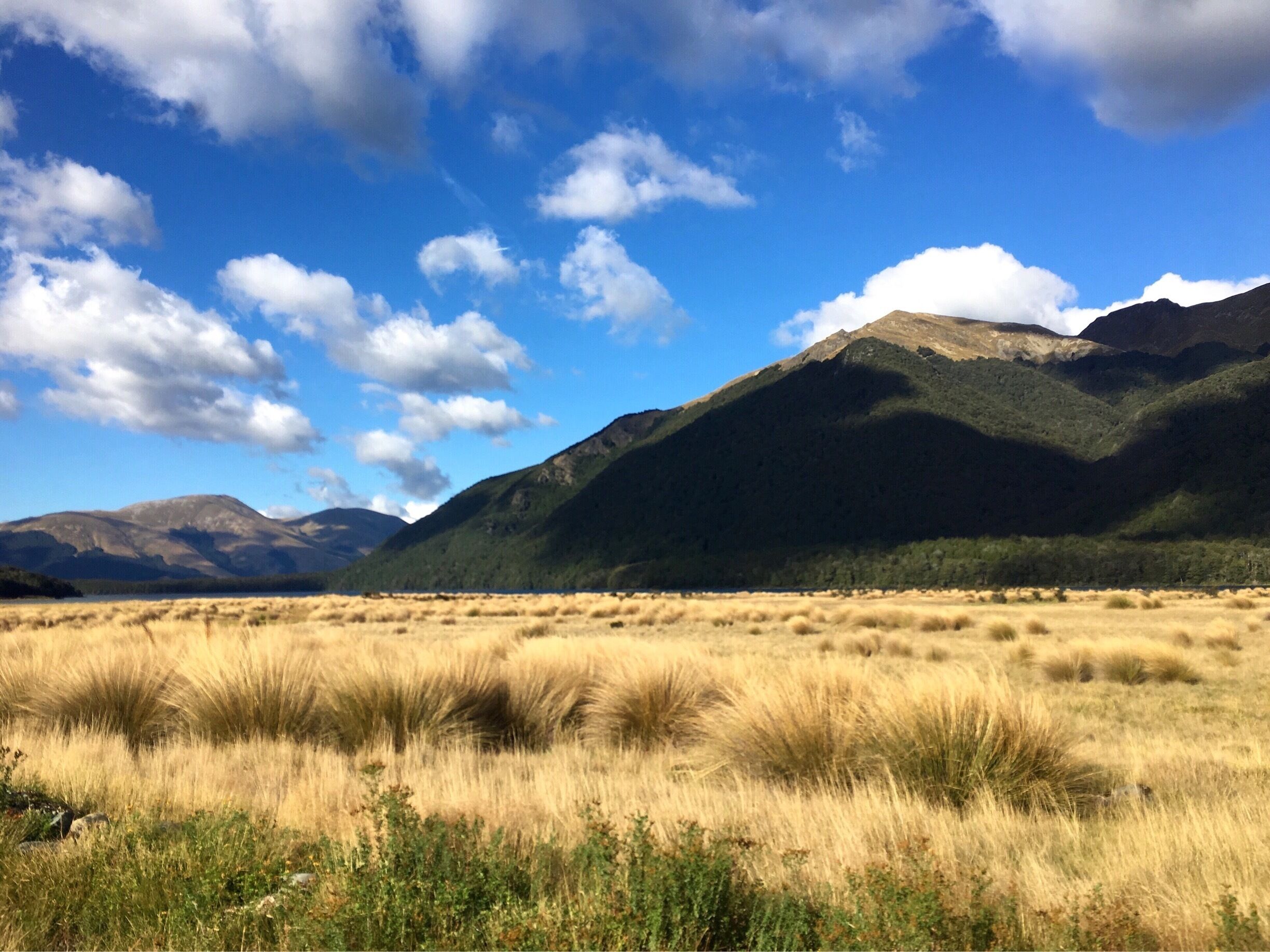 A mountainous landscape with a clear sky and a field of tall grass in the foreground.