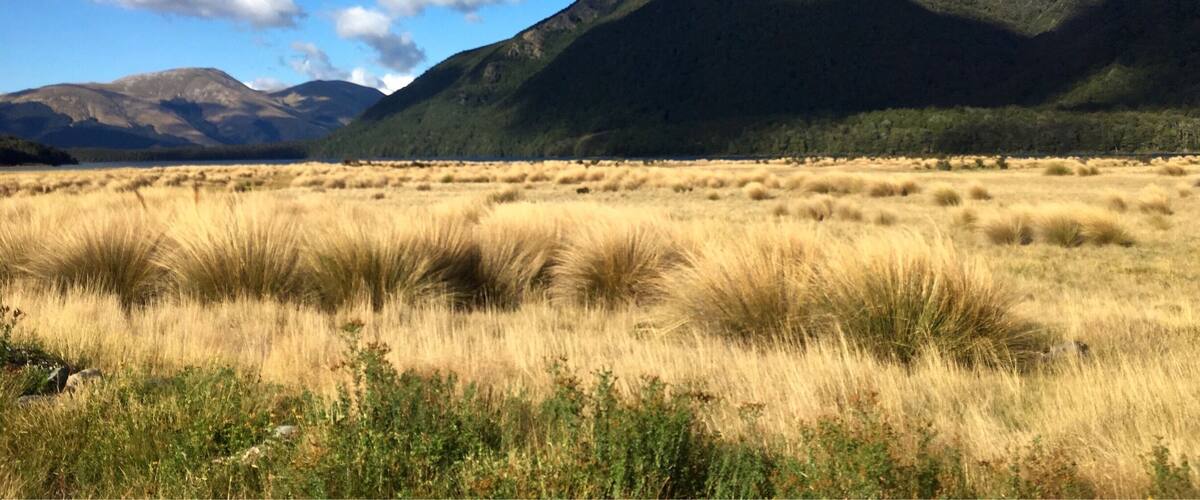 A mountainous landscape with a clear sky and a field of tall grass in the foreground.