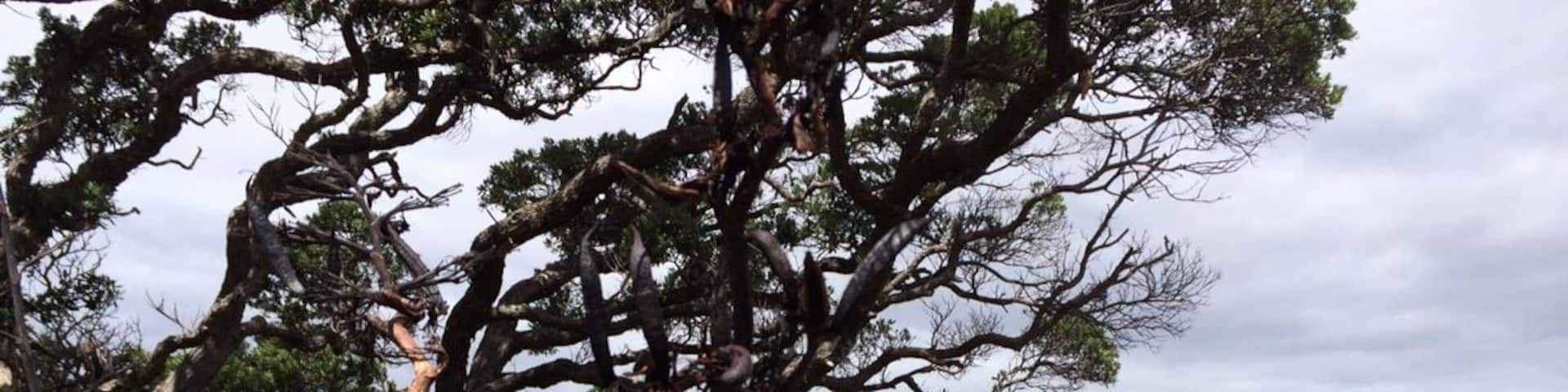 Rugged coast as Leigh