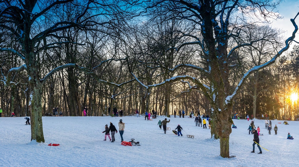 Sledging on the Kaiserberg in Duisburg in the sunshine