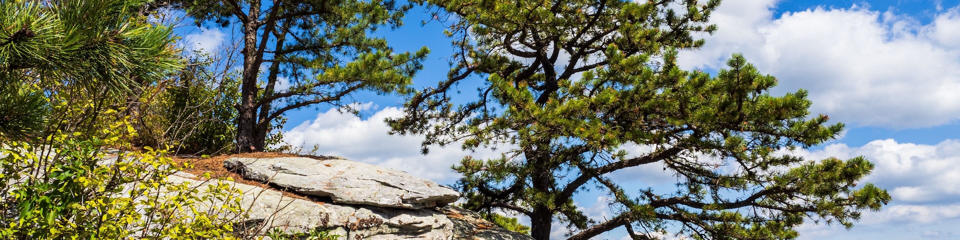 Two pine trees on a cliffside with the beautiful wilderness with wooded mountains as seen from Big Schloss via Wolf Gap Trail on the border between West Virginia and Virginia.