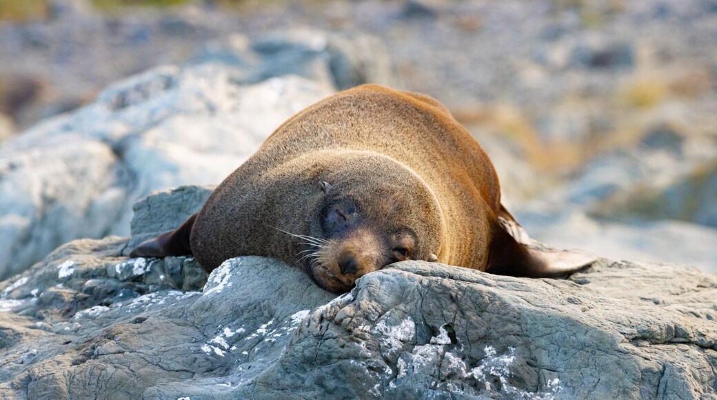 Beautiful unique adorable new zealand fur seal resting on the rocks spotted in Kaikōura Peninsula Walkway, Canterbury. Amazing marine mammals spotted in New Zealand