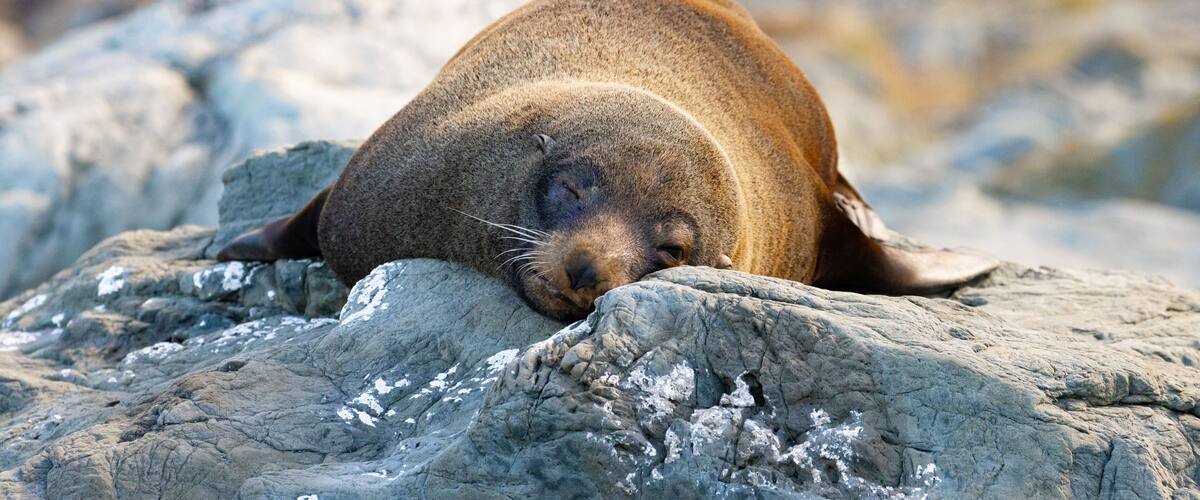 Beautiful unique adorable new zealand fur seal resting on the rocks spotted in Kaikōura Peninsula Walkway, Canterbury. Amazing marine mammals spotted in New Zealand