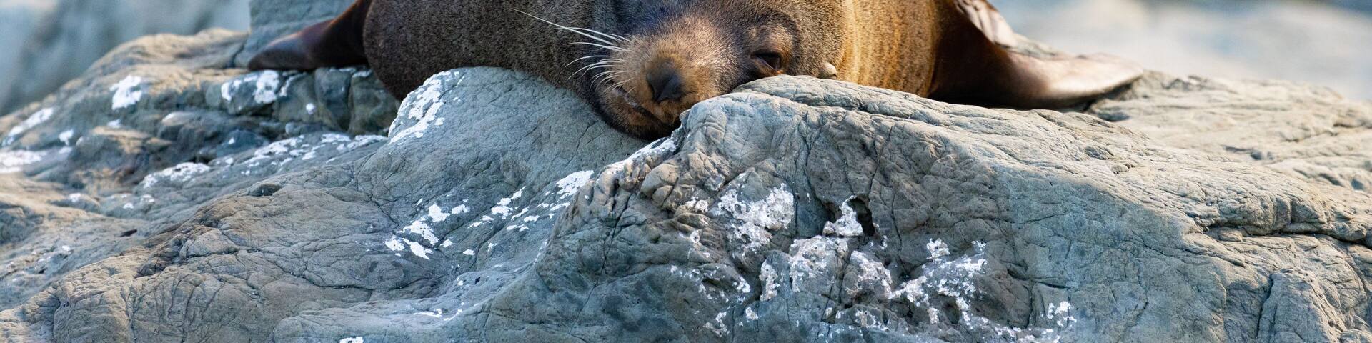 Beautiful unique adorable new zealand fur seal resting on the rocks spotted in Kaikōura Peninsula Walkway, Canterbury. Amazing marine mammals spotted in New Zealand