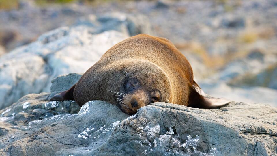 Beautiful unique adorable new zealand fur seal resting on the rocks spotted in Kaikōura Peninsula Walkway, Canterbury. Amazing marine mammals spotted in New Zealand