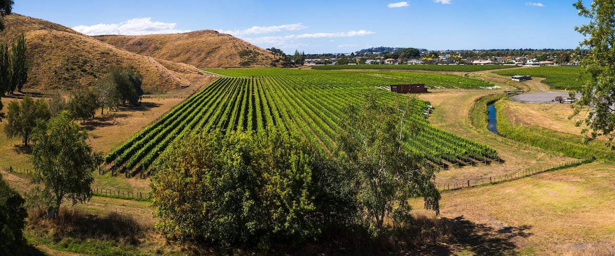 Vineyards at Mission Estate Winery, Napier, Hawkes Bay Region, North Island, New Zealand